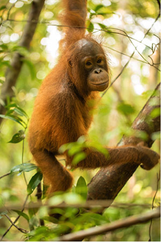 Protect 2km  and one orangutans habitat The Orangutan  